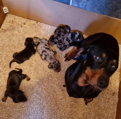 Image 2 of Lovely standard dachshund boy puppies