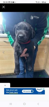 Image 6 of Labrador retriever puppies for sale