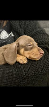 Image 6 of Miniature dachshund, choc&tan and choc dapple