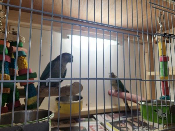 Image 4 of 2 turquois green cheek conures