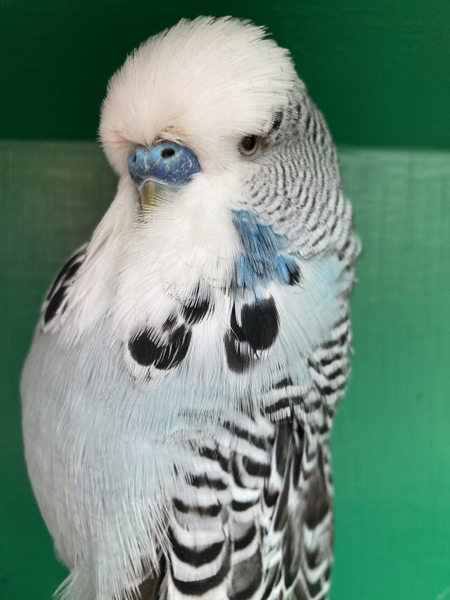 Preview of the first image of Breeding pair of show budgies.