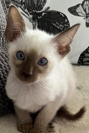 Image 2 of GCCF registered Siamese kittens ready now at 14 weeks of age