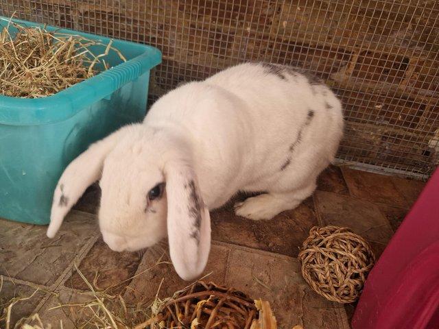 house rabbit price