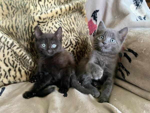 Image 6 of Beautiful Kittens for sale