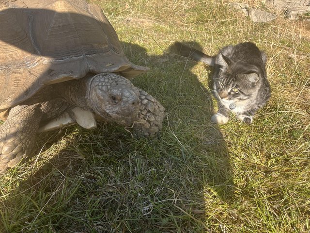 Baby sulcatas tortoise grow very large — photo 2 of 4