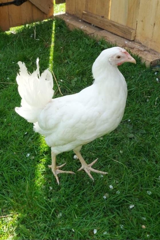 Preview of the first image of Point of Lay White Leghorn Pullets.