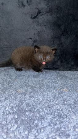 Image 1 of 1 black tabby female kittens ready to leave 8th may