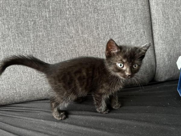 Image 1 of Kittens ready to go to the new homes ASAP