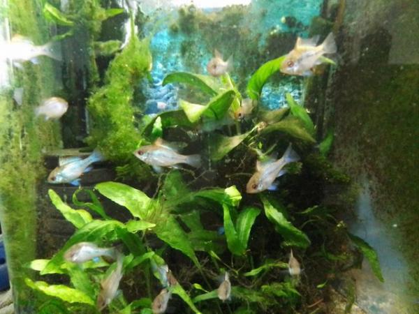 Image 1 of 3 Electric Blue Ram Cichlids (young adults homebred)