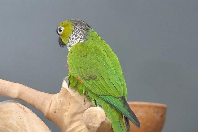 Image 4 of Baby Black capped Conure one of the most colorful,19