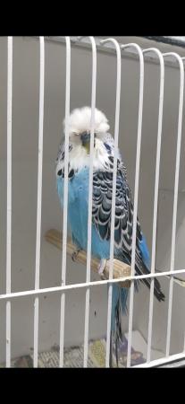 Image 3 of Adult exhibition budgies for sale