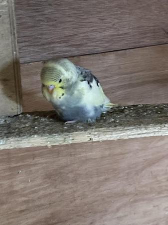 Image 3 of Budgies male and female