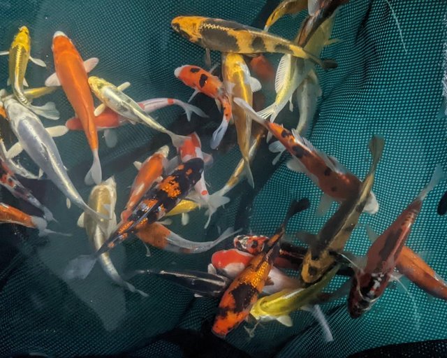 Preview of the first image of Pond fish, Koi, Goldfish, Sturgeon.