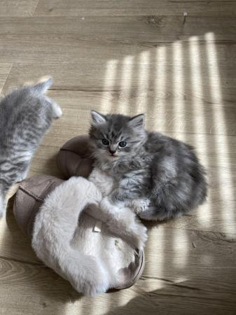 Image 16 of British short and long hair kittens