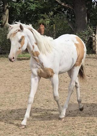 Image 1 of American Paint Horse colt Red Dun.