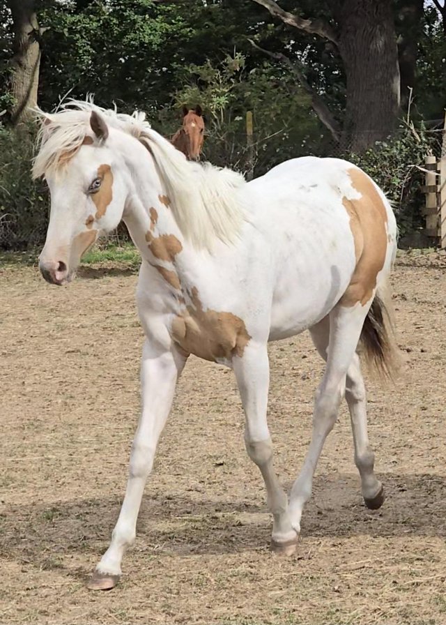 Preview of the first image of American Paint Horse colt Red Dun..