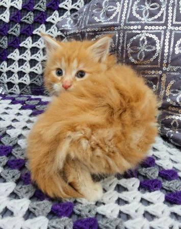 Image 8 of Maine Coon Kittens ONE GIRL LEFT!