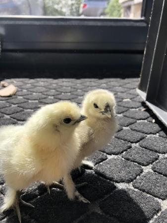 Image 1 of 6 day old chicks for sale pure breed chicken