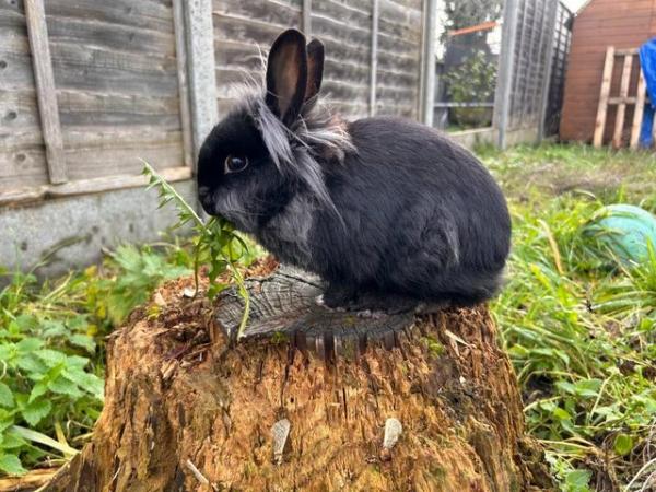 Image 3 of 17th Months Adorable Bunny Seeks Loving Home