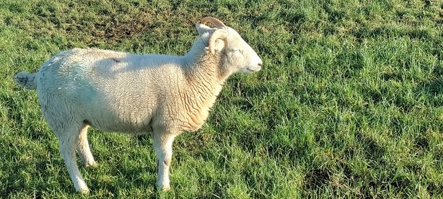 Image 3 of Wiltshire Horn Breeding Lambs