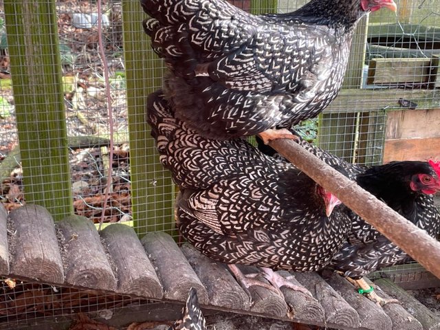 Preview of the first image of Double Silver Laced Barnevelder Bantam Hatching Eggs.