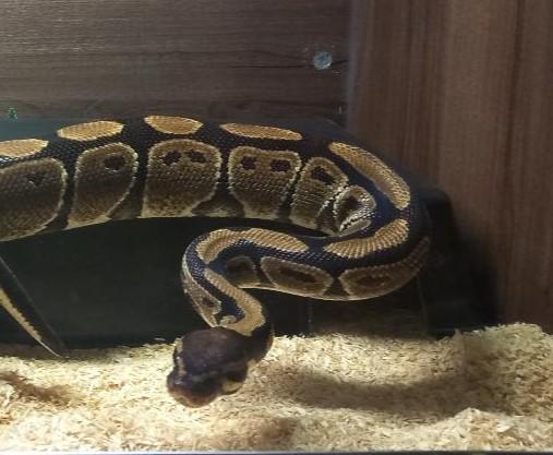 Image 1 of 4 year old female Royal Python plus viv and equipment