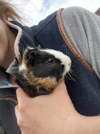 Image 3 of Multi male guinea pig for sale