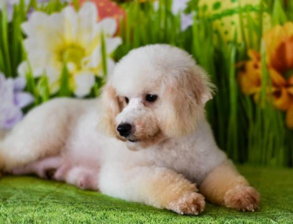 Image 7 of TOY POODLE PUPPIES FOR SALE