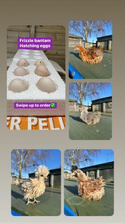 Image 7 of Hatching/fertile bantam and large fowl eggs