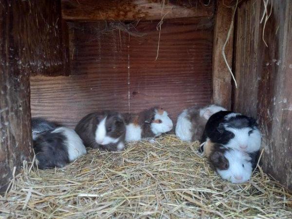 Image 3 of Baby guinea pigs forsale,short haired,Rex and rosette
