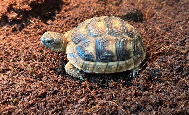 Image 1 of Baby Marginated tortoises and setups for sale