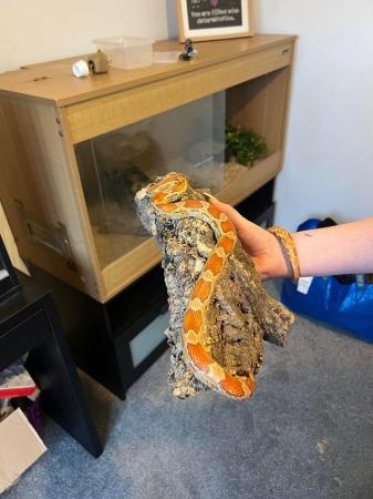Image 1 of 10 year old corn snake and setup for sale