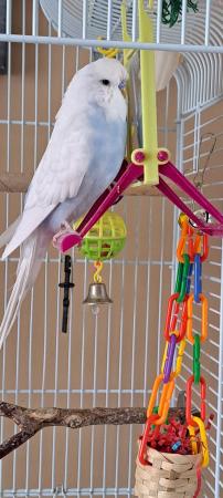 Image 6 of I have 2 Budgies for sale