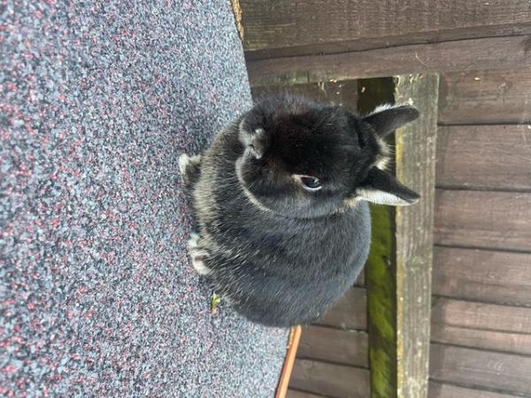 Image 4 of Male Netherland Dwarf Rabbit For sale