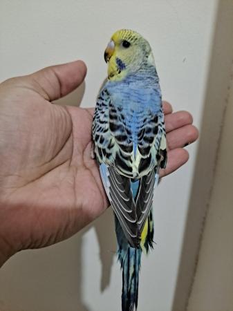 Image 15 of Young hand tamed baby budgies for sale
