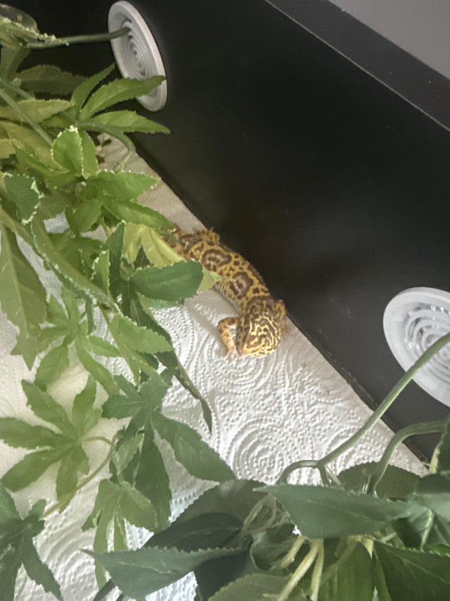 1 year old unsexed leopard jungle gecko — photo 2 of 4
