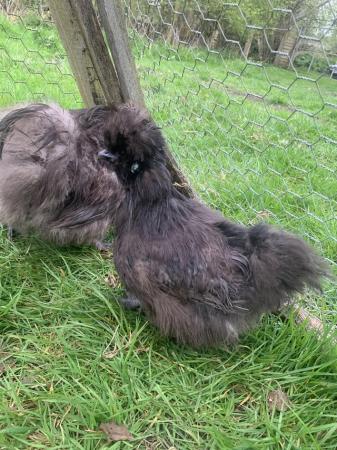 Image 5 of Pure black silkie hatching eggs and chicks!!!