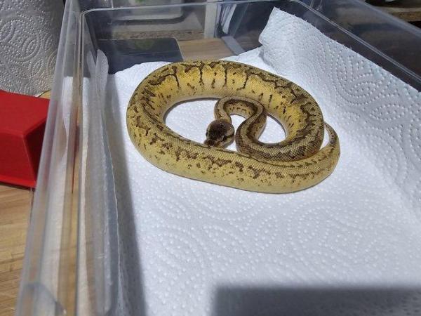 Image 3 of Calico lemonblast royal python