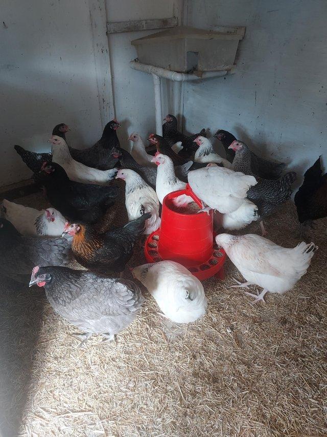 Preview of the first image of Hybrid hens looking for their forever home.