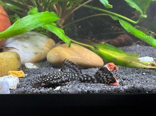 Preview of the first image of Bristlenose pleco - tropical fish.