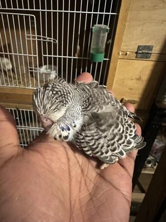 Image 1 of Baby budgies- Exhibition types