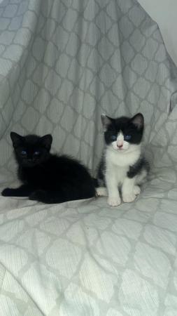 Image 2 of Beautiful Kittens looking for new homes