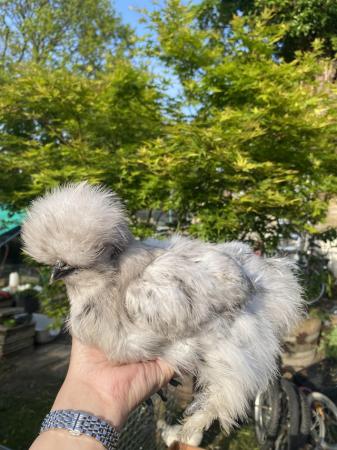 Image 1 of 6 HATCHING EGGS miniature silkies mixed colours available
