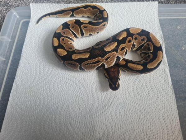 Image 2 of YellowBelly Ball Python - Male CB23