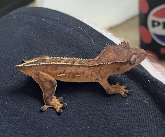 Image 2 of 9 baby crested geckos for sale