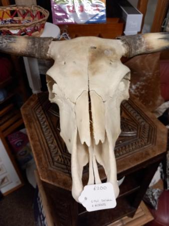 Image 3 of Large Beef Cow Skull and horns