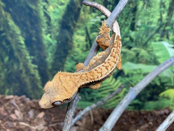 Image 5 of Unsexed juvenile 95% pin crested gecko