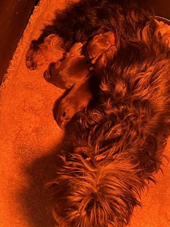 Image 14 of Beautiful miniature Wirehair dachshunds