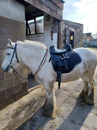 Image 2 of For loan, rising 7 year old cob gelding.
