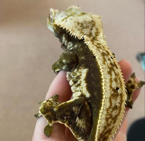 Image 4 of FREE full pin harlequin crested gecko (read desc)